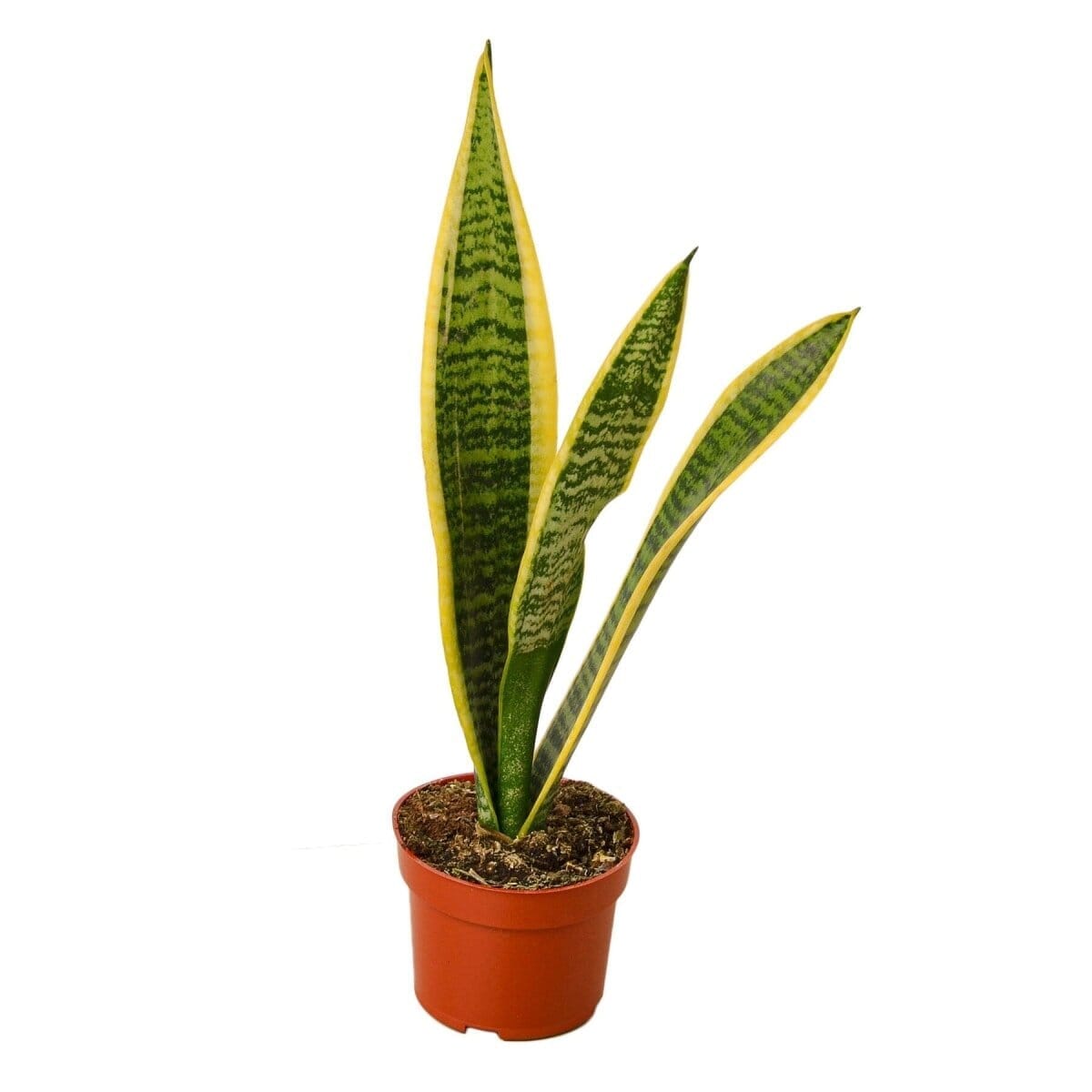 Snake Plant Laurentii-4" Plant-Trendy Gardener