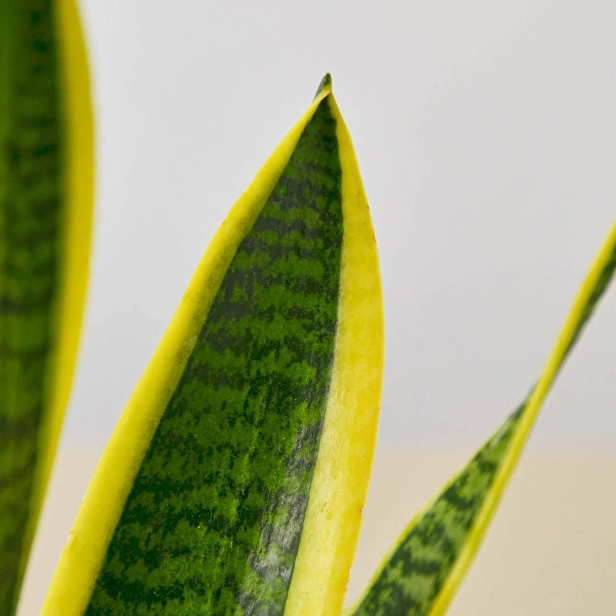 Snake Plant Laurentii-4" Plant-Trendy Gardener