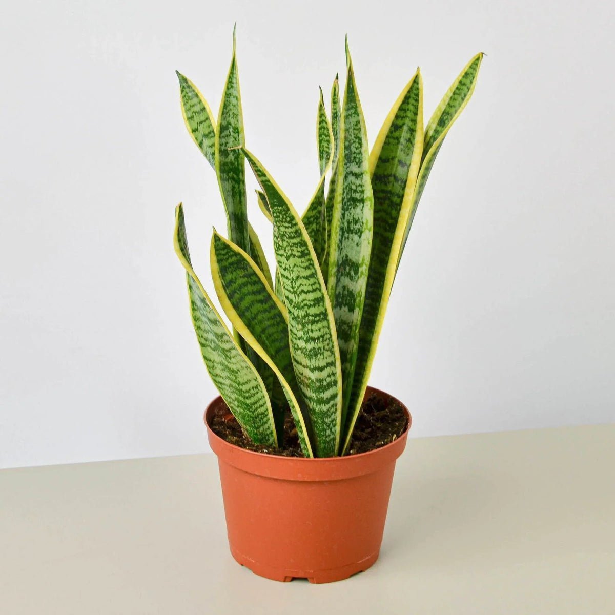 Snake Plant Laurentii-4" Plant-Trendy Gardener