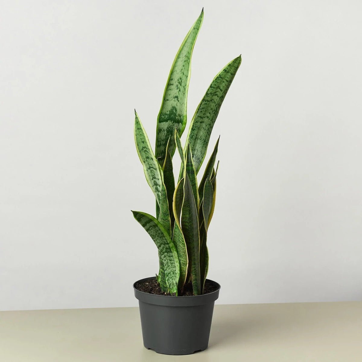 Snake Plant Laurentii-4" Plant-Trendy Gardener