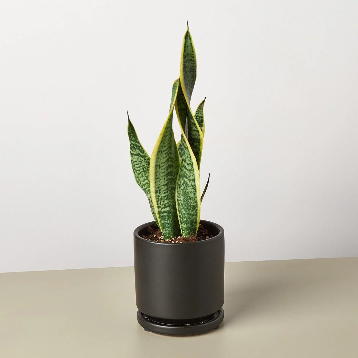 Snake Plant Laurentii-4" Plant-Trendy Gardener