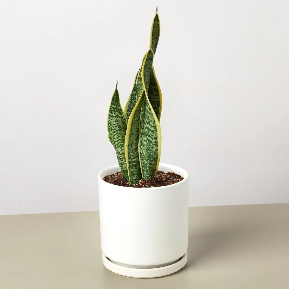 Snake Plant Laurentii 4" Plant Trendy Gardener 