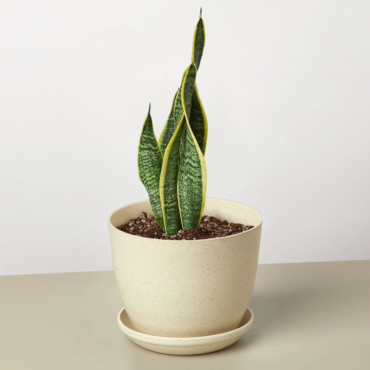 Snake Plant Laurentii-4" Plant-Trendy Gardener