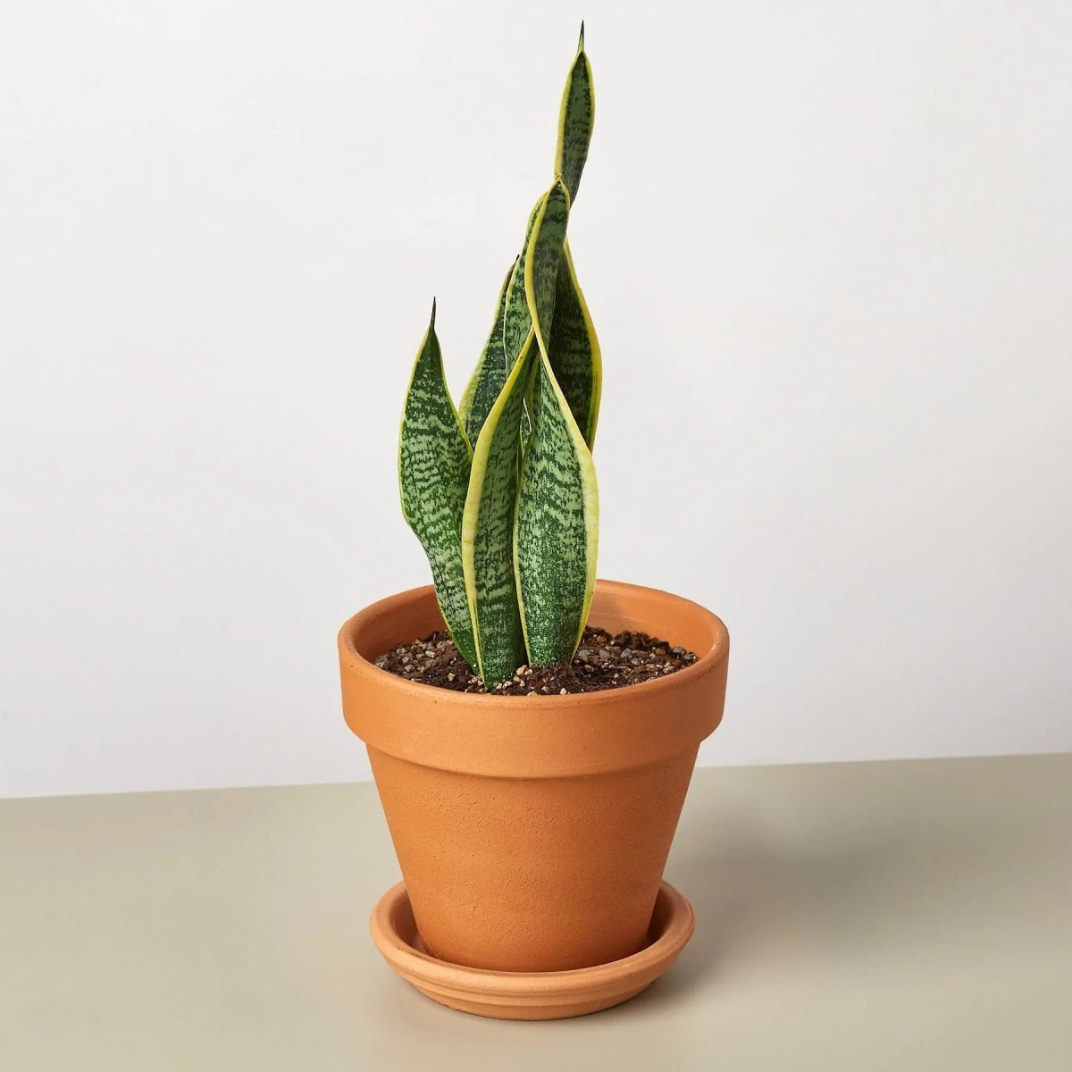 Snake Plant Laurentii-4" Plant-Trendy Gardener