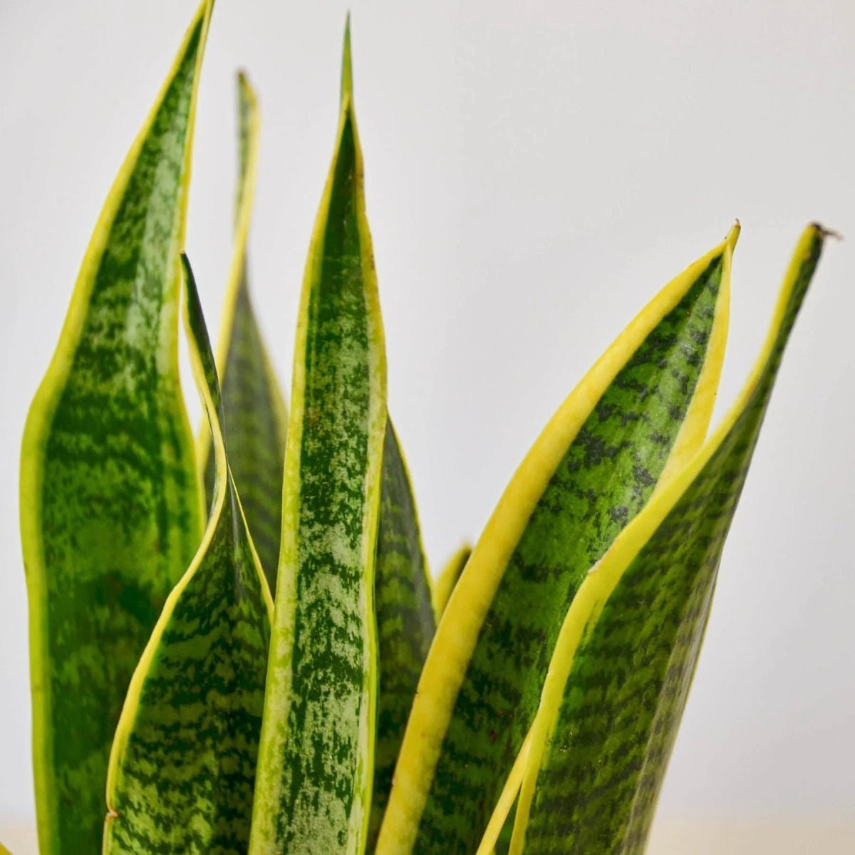 Snake Plant Laurentii-4" Plant-Trendy Gardener