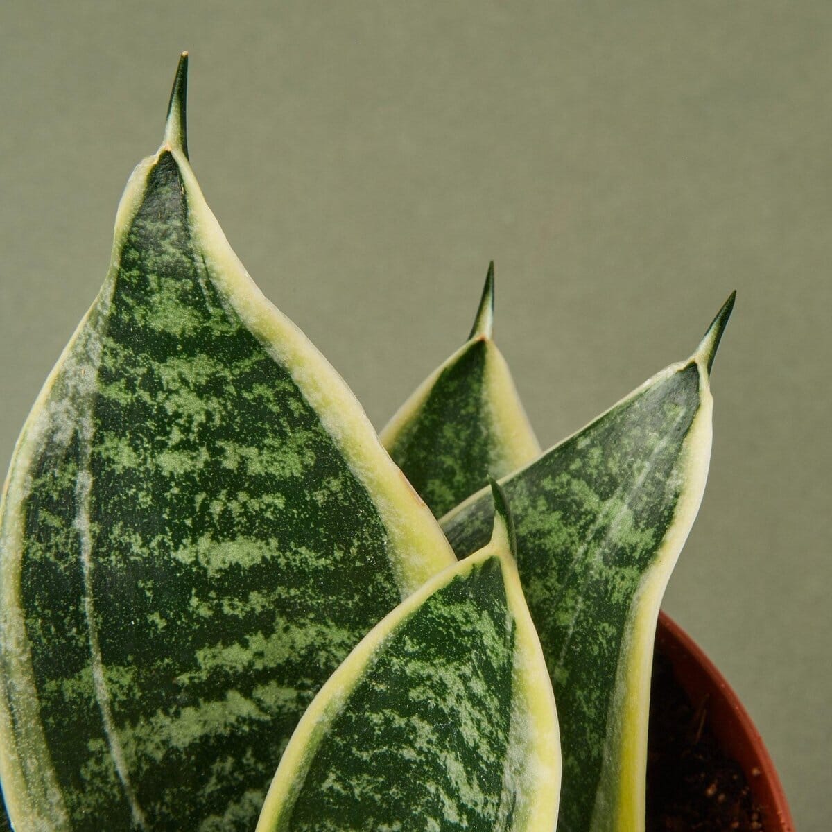 Snake Plant Laurentii Dwarf-Indoor Plants-Trendy Gardener