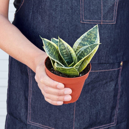 Snake Plant Laurentii Dwarf-Indoor Plants-Trendy Gardener