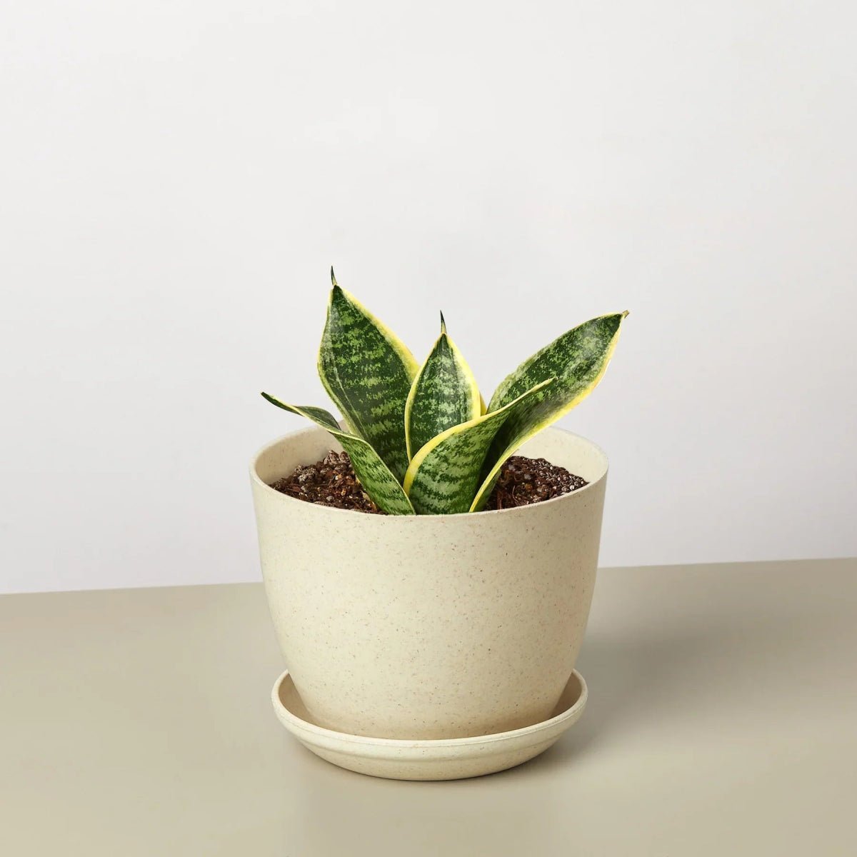 Snake Plant Laurentii Dwarf-Indoor Plants-Trendy Gardener