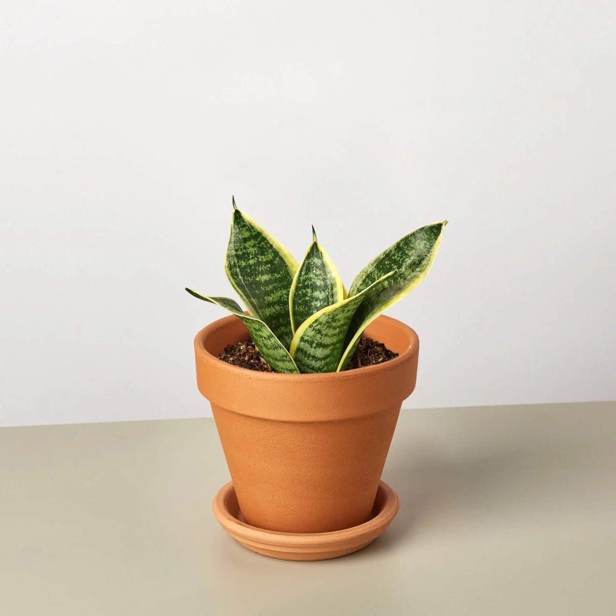 Snake Plant Laurentii Dwarf-Indoor Plants-Trendy Gardener