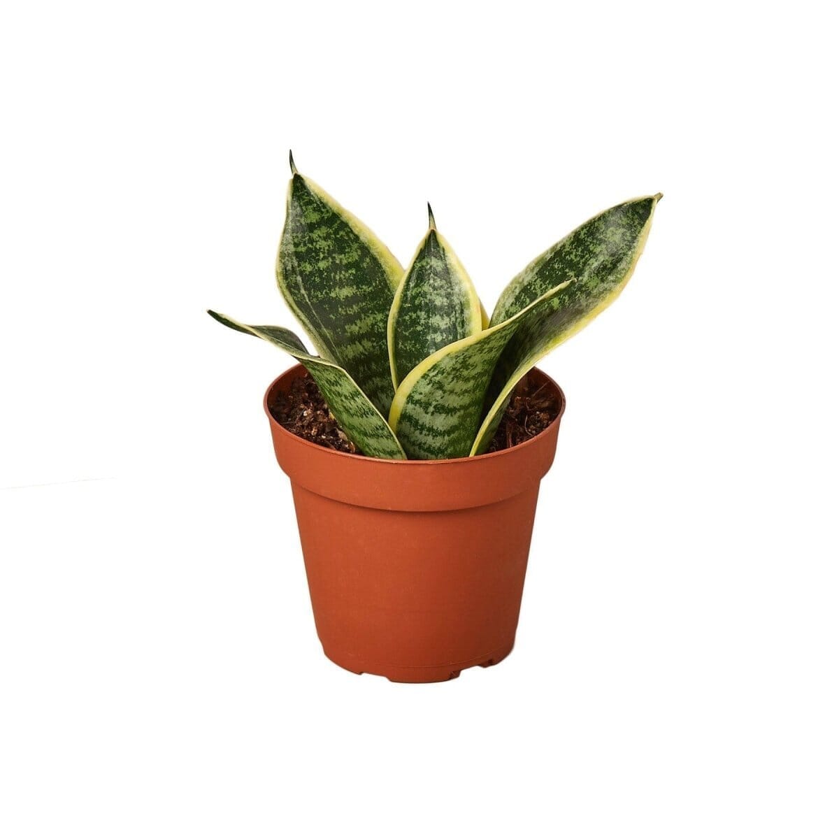 Snake Plant Laurentii Dwarf-Indoor Plants-Trendy Gardener