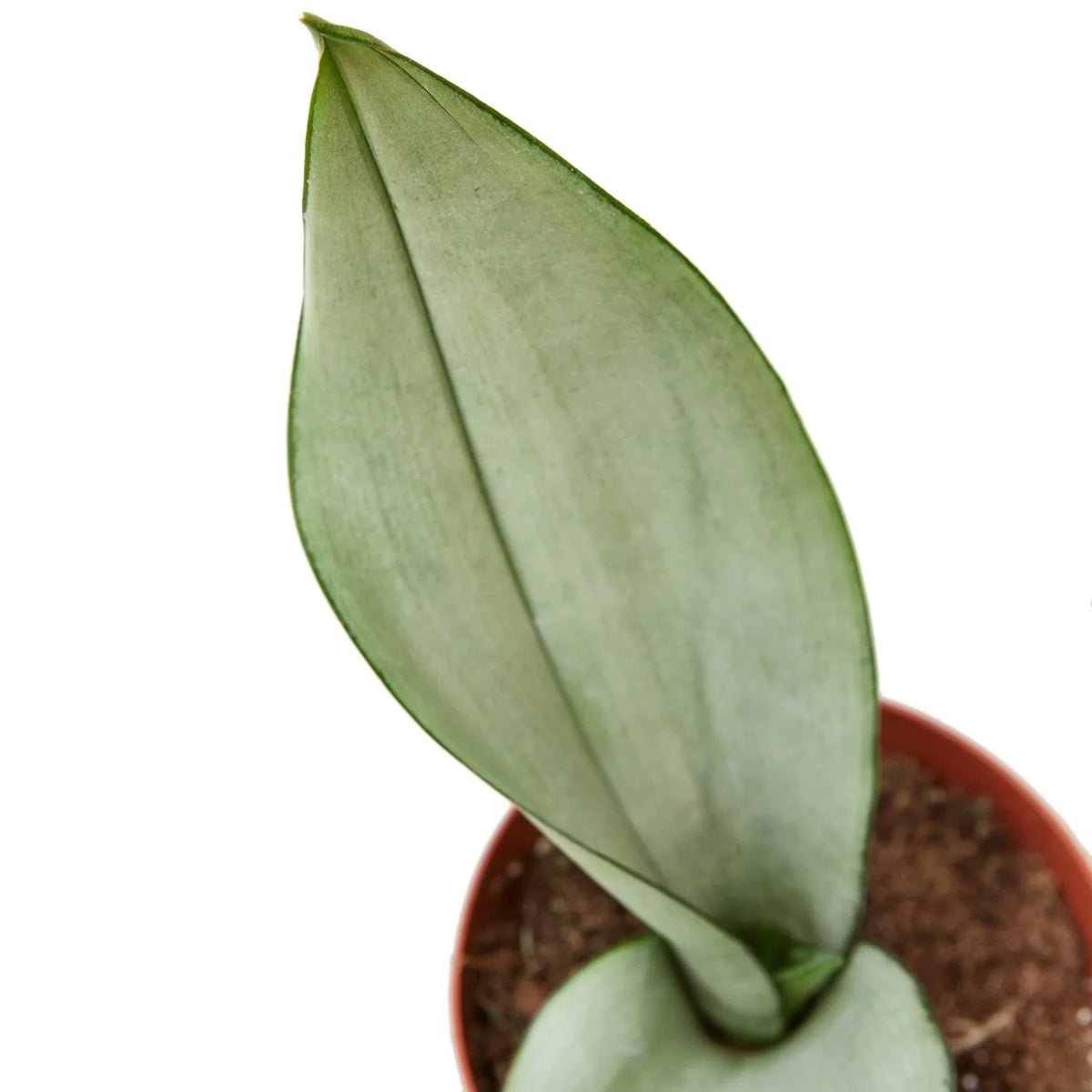 Snake Plant Moonshine-Indoor Plants-Trendy Gardener