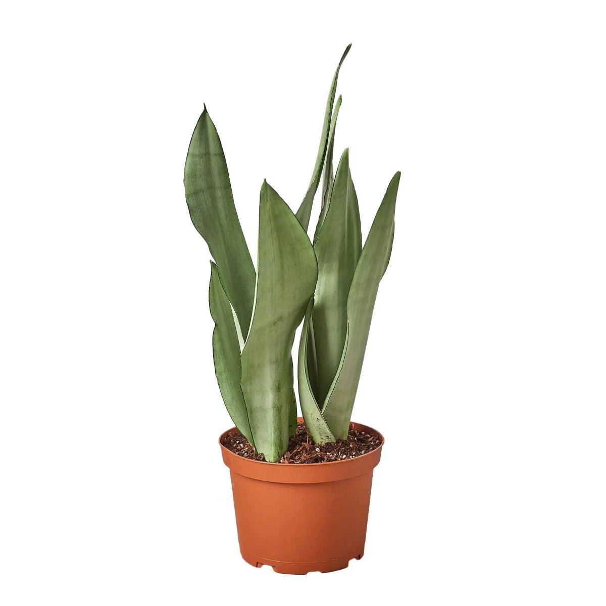 Snake Plant Moonshine-Indoor Plants-Trendy Gardener