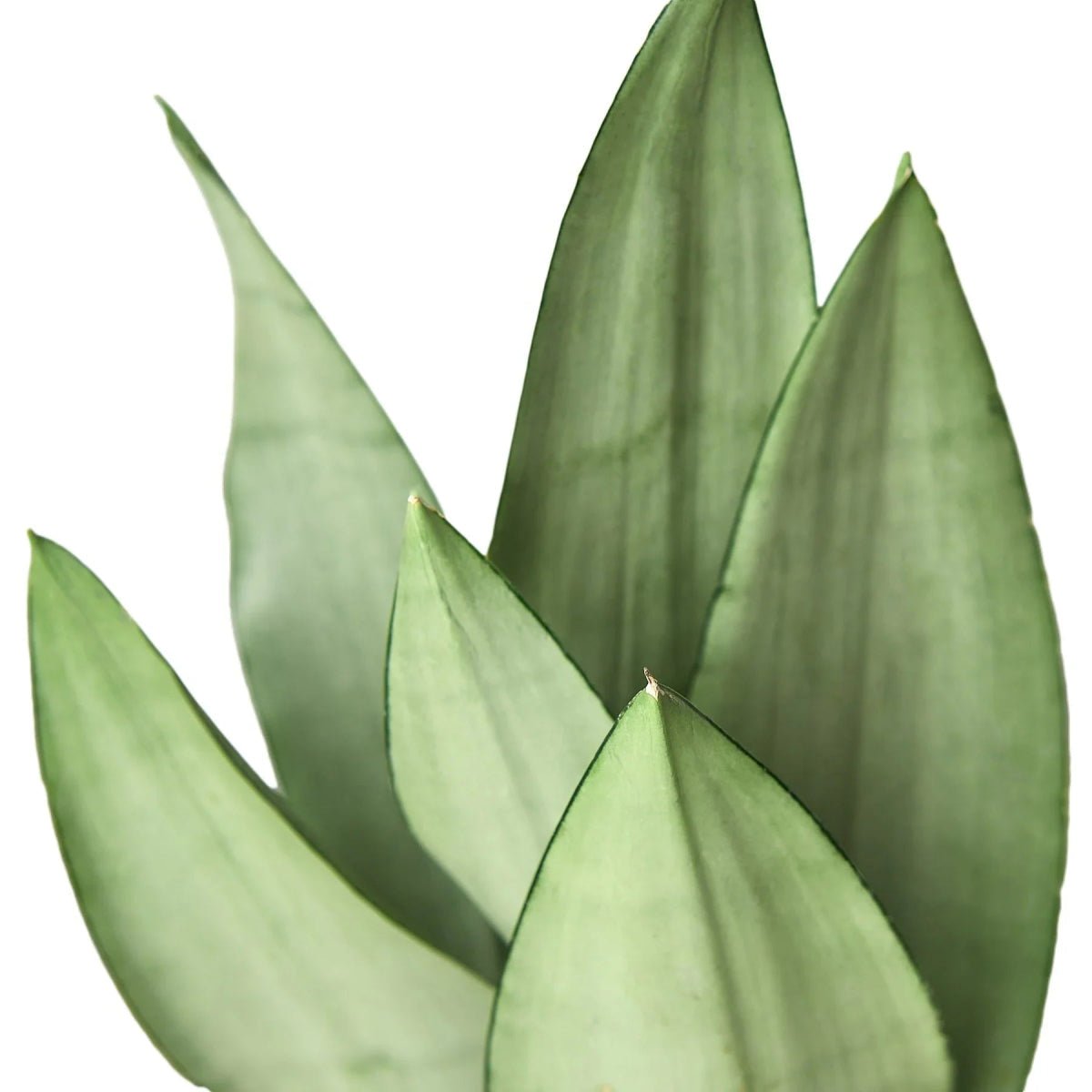 Snake Plant Moonshine-Indoor Plants-Trendy Gardener