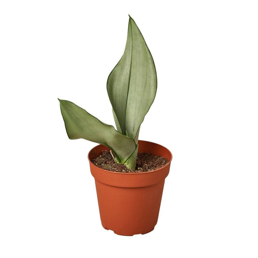 Snake Plant Moonshine-Indoor Plants-Trendy Gardener