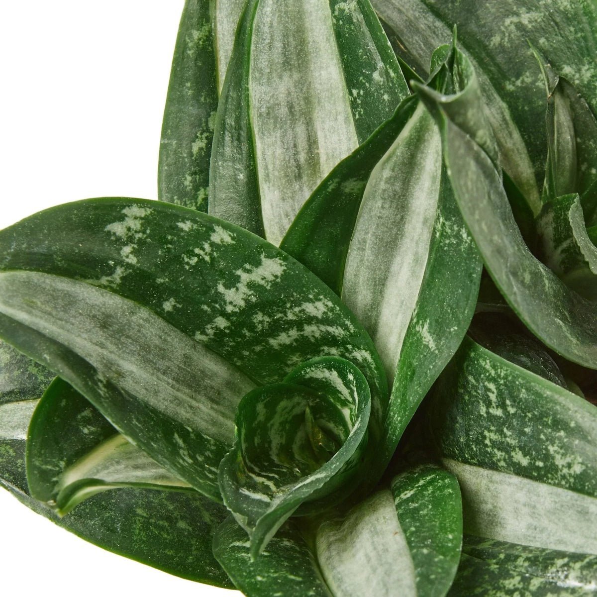 Snake Plant Silver Streak-Indoor Plants-Trendy Gardener