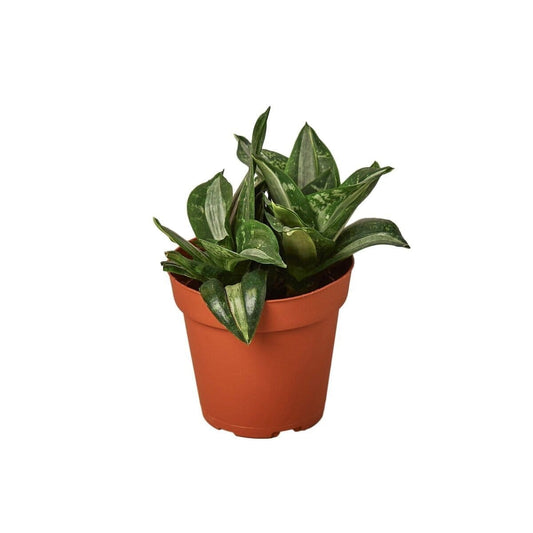 Snake Plant Silver Streak-Indoor Plants-Trendy Gardener