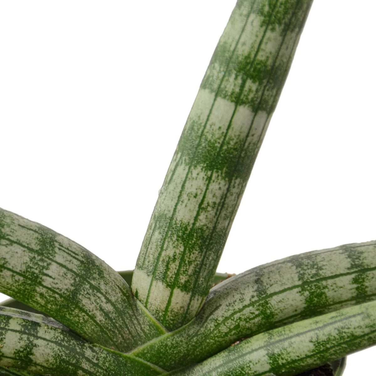 Snake Plant Starfish-Indoor Plants-Trendy Gardener