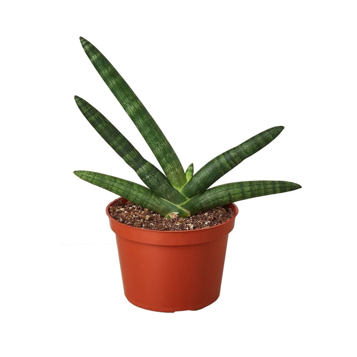 Snake Plant Starfish-Indoor Plants-Trendy Gardener