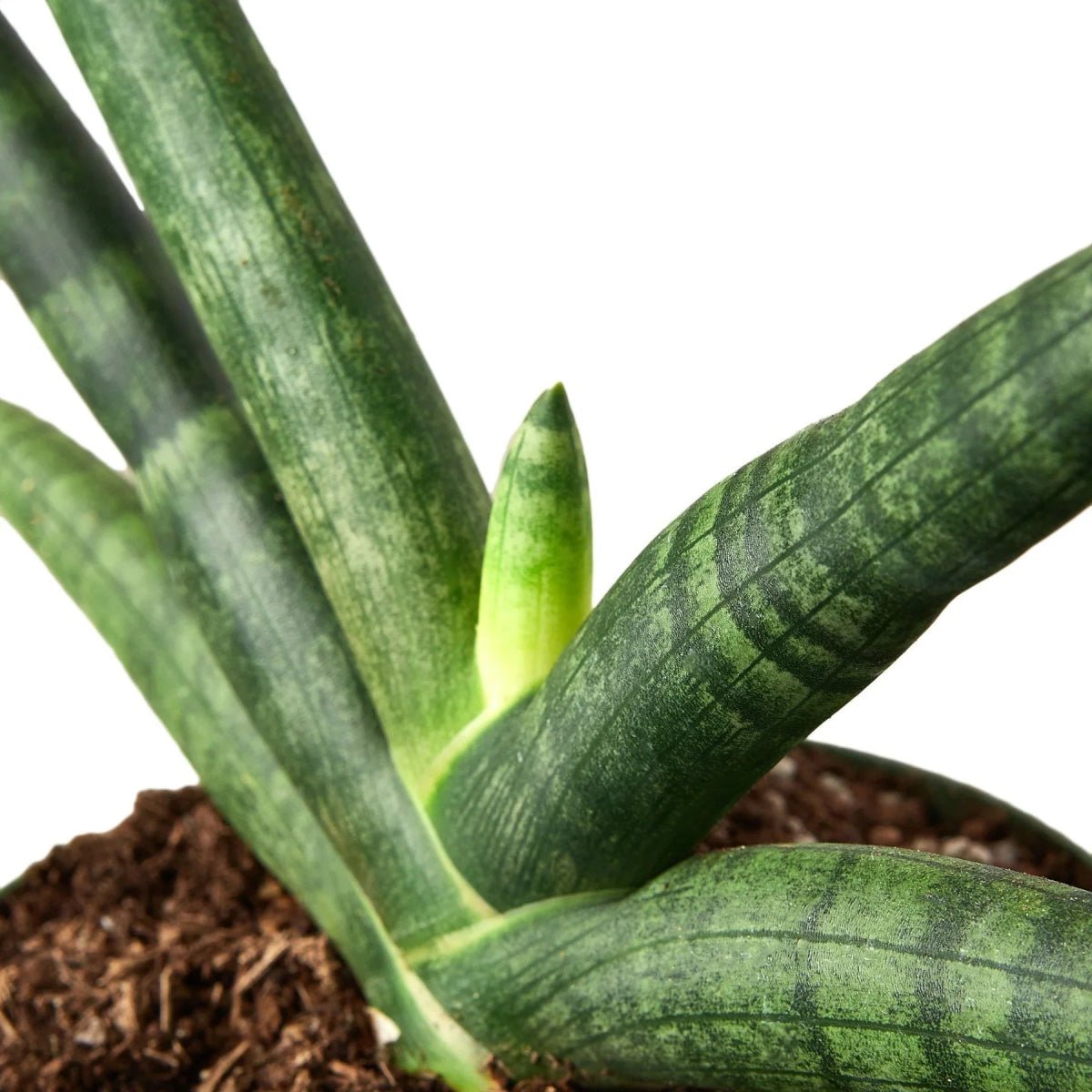 Snake Plant Starfish-Indoor Plants-Trendy Gardener