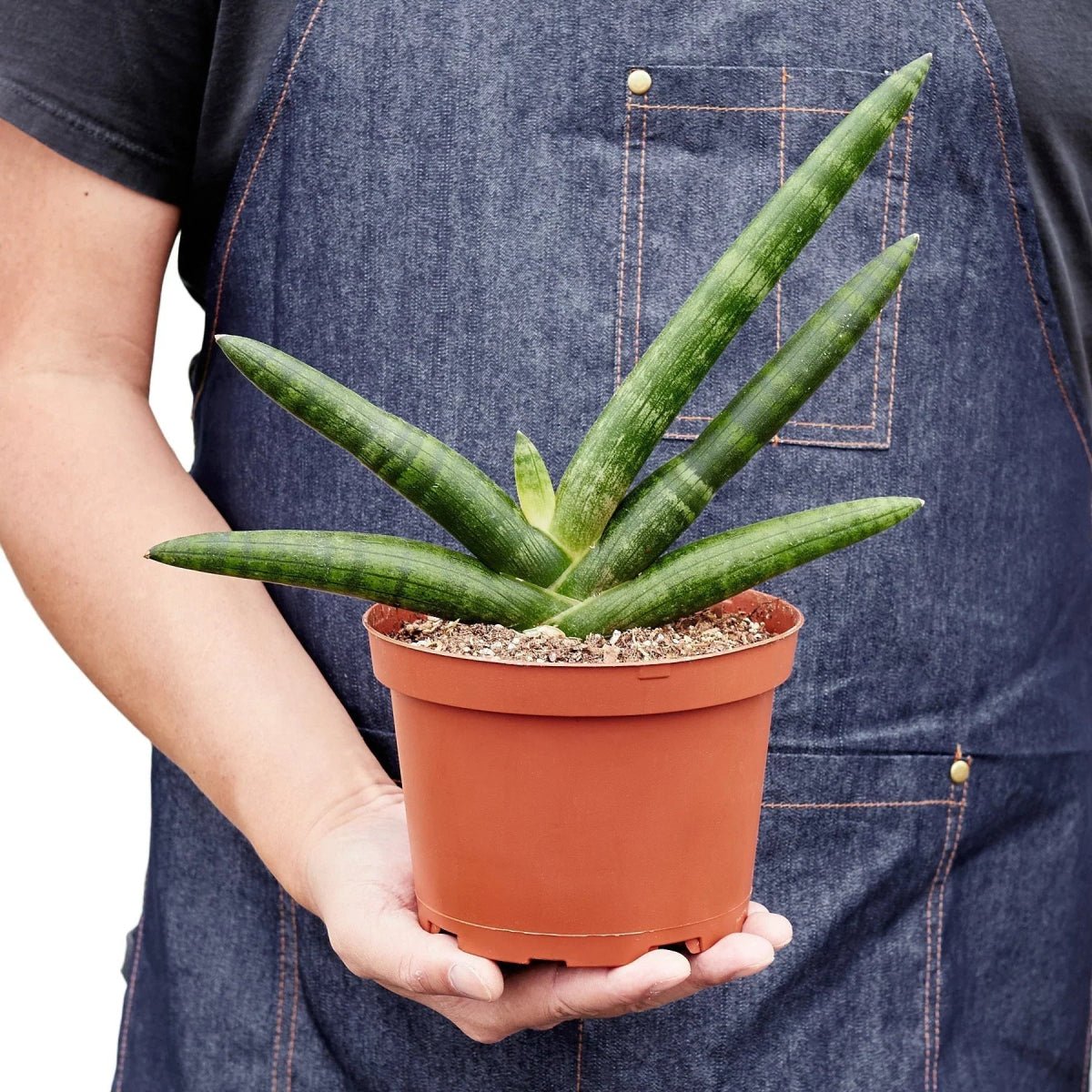 Snake Plant Starfish-Indoor Plants-Trendy Gardener