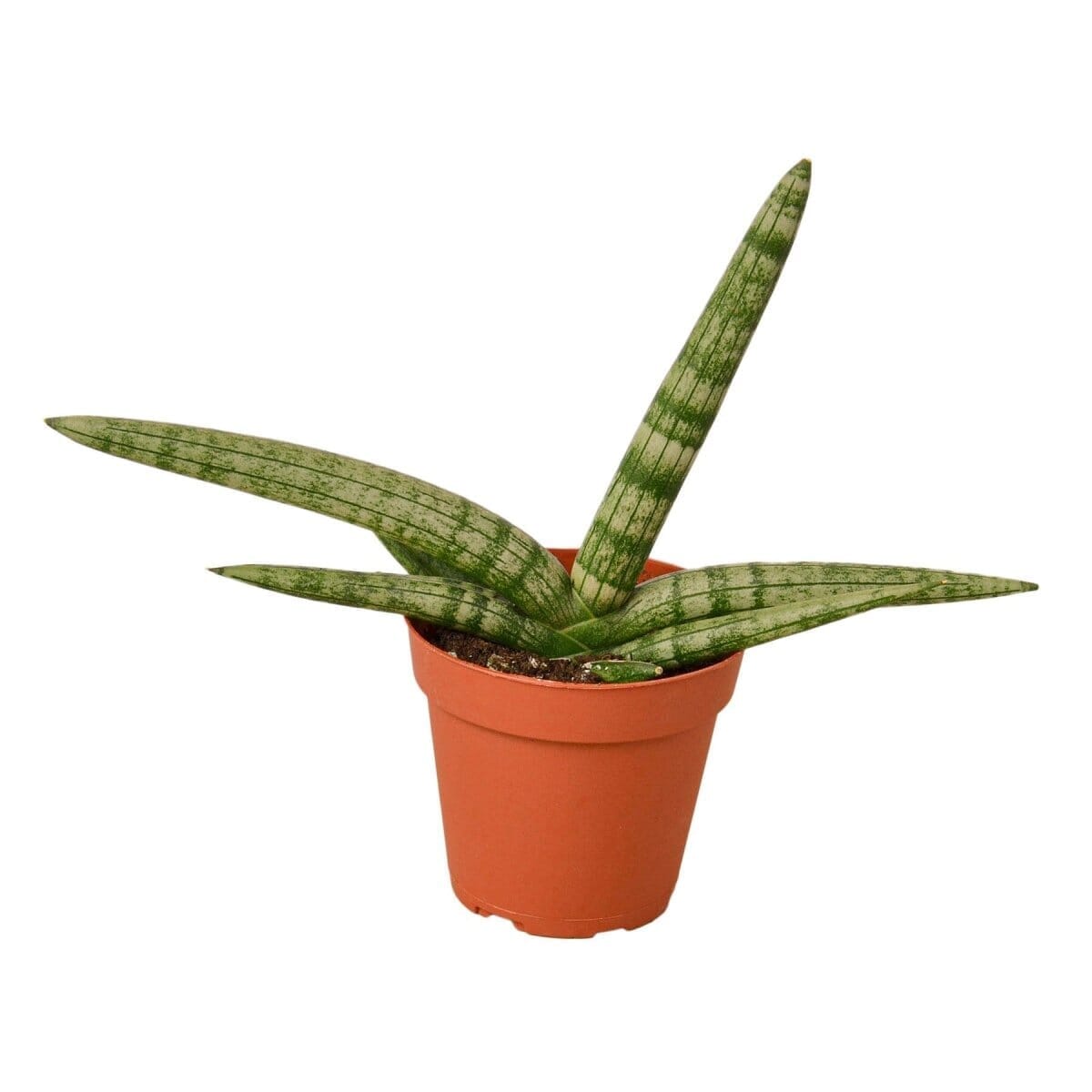 Snake Plant Starfish-Indoor Plants-Trendy Gardener