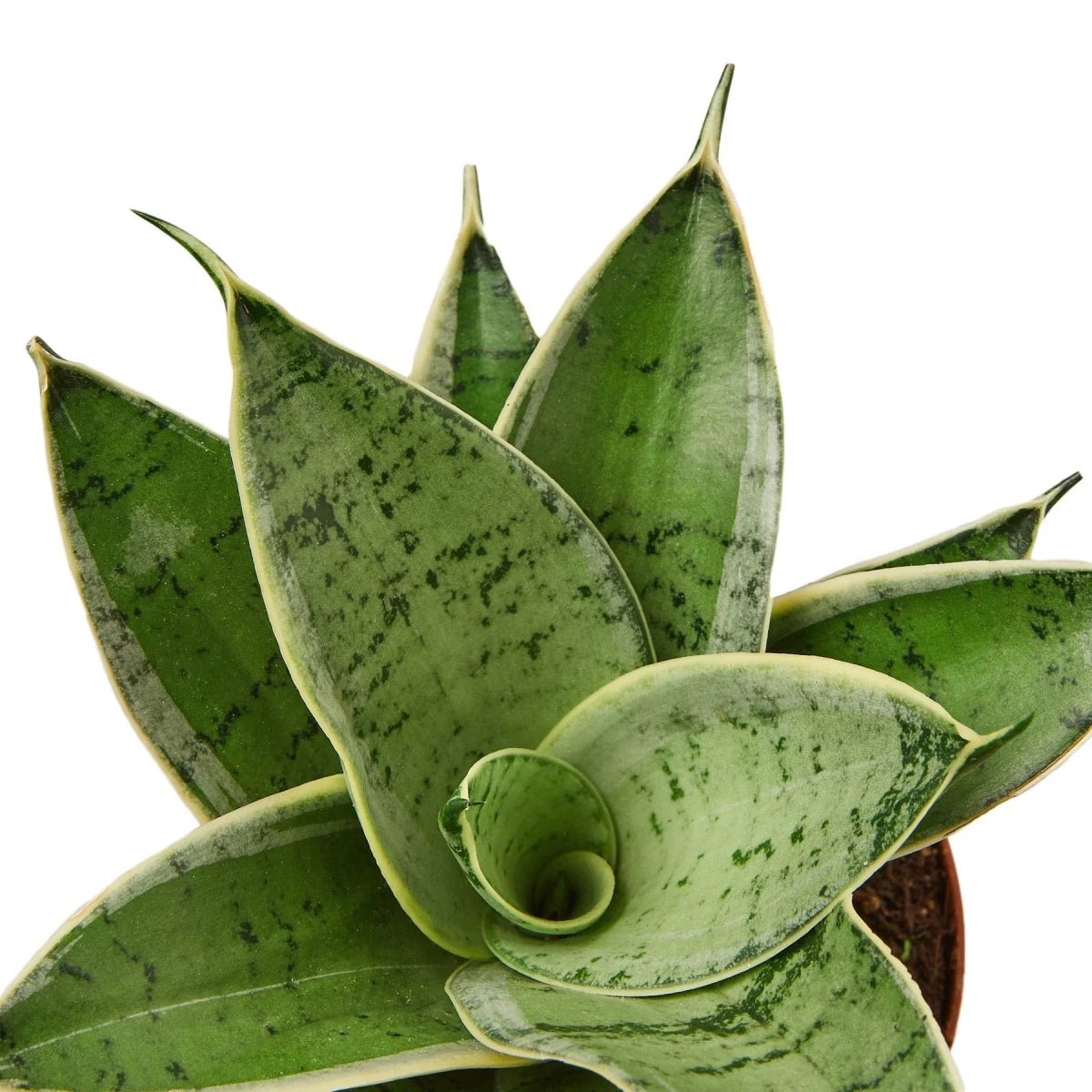 Snake Plant Starlight-Indoor Plants-Trendy Gardener