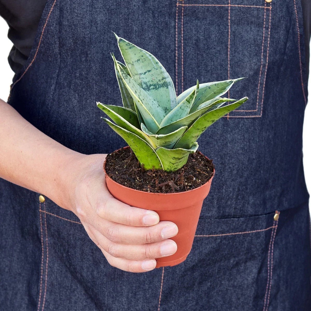 Snake Plant Starlight-Indoor Plants-Trendy Gardener