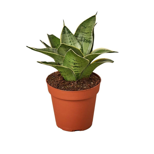 Snake Plant Starlight-Indoor Plants-Trendy Gardener