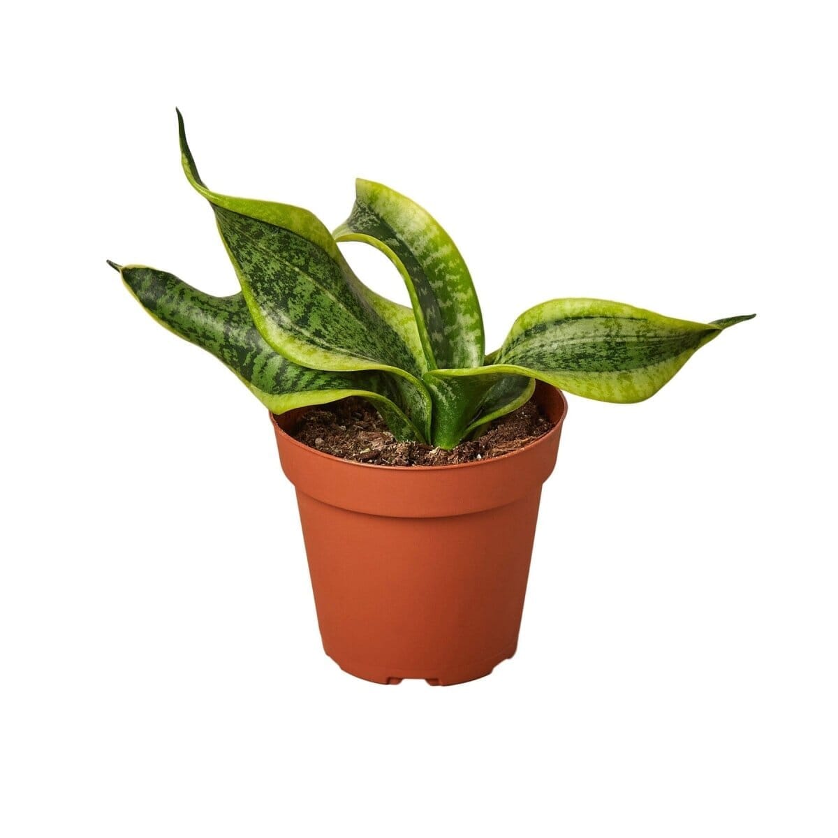 Snake Plant Twist-Indoor Plants-Trendy Gardener