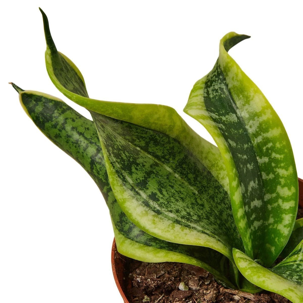 Snake Plant Twist-Indoor Plants-Trendy Gardener