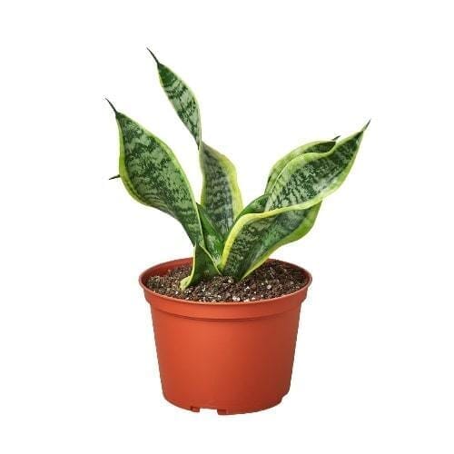 Snake Plant Twist-Indoor Plants-Trendy Gardener