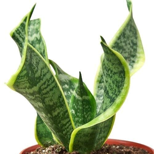 Snake Plant Twist-Indoor Plants-Trendy Gardener