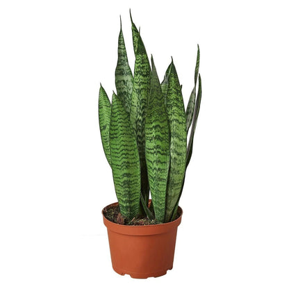 Snake Plant 'Zeylanica'-Indoor Plants-Trendy Gardener
