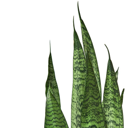 Snake Plant 'Zeylanica'-Indoor Plants-Trendy Gardener