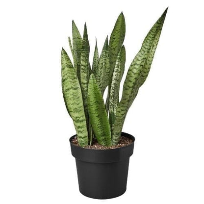 Snake Plant 'Zeylanica'-Indoor Plants-Trendy Gardener