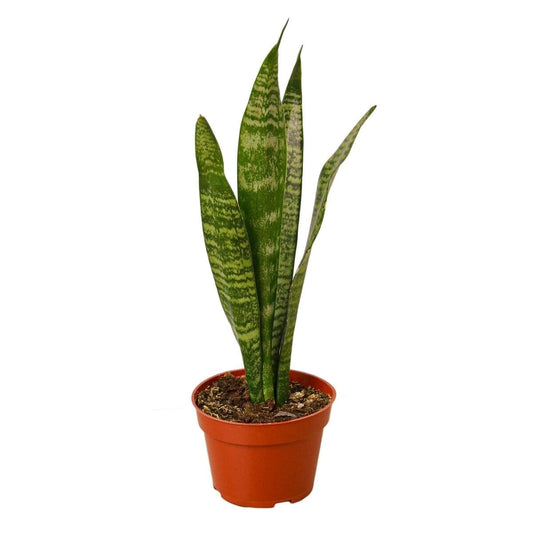 Snake Plant 'Zeylanica'-Indoor Plants-Trendy Gardener