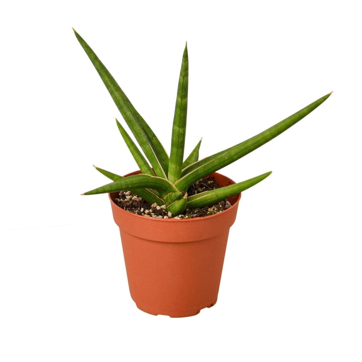 Snake 'Stuckii' - 4" Pot-Indoor Plants-Trendy Gardener