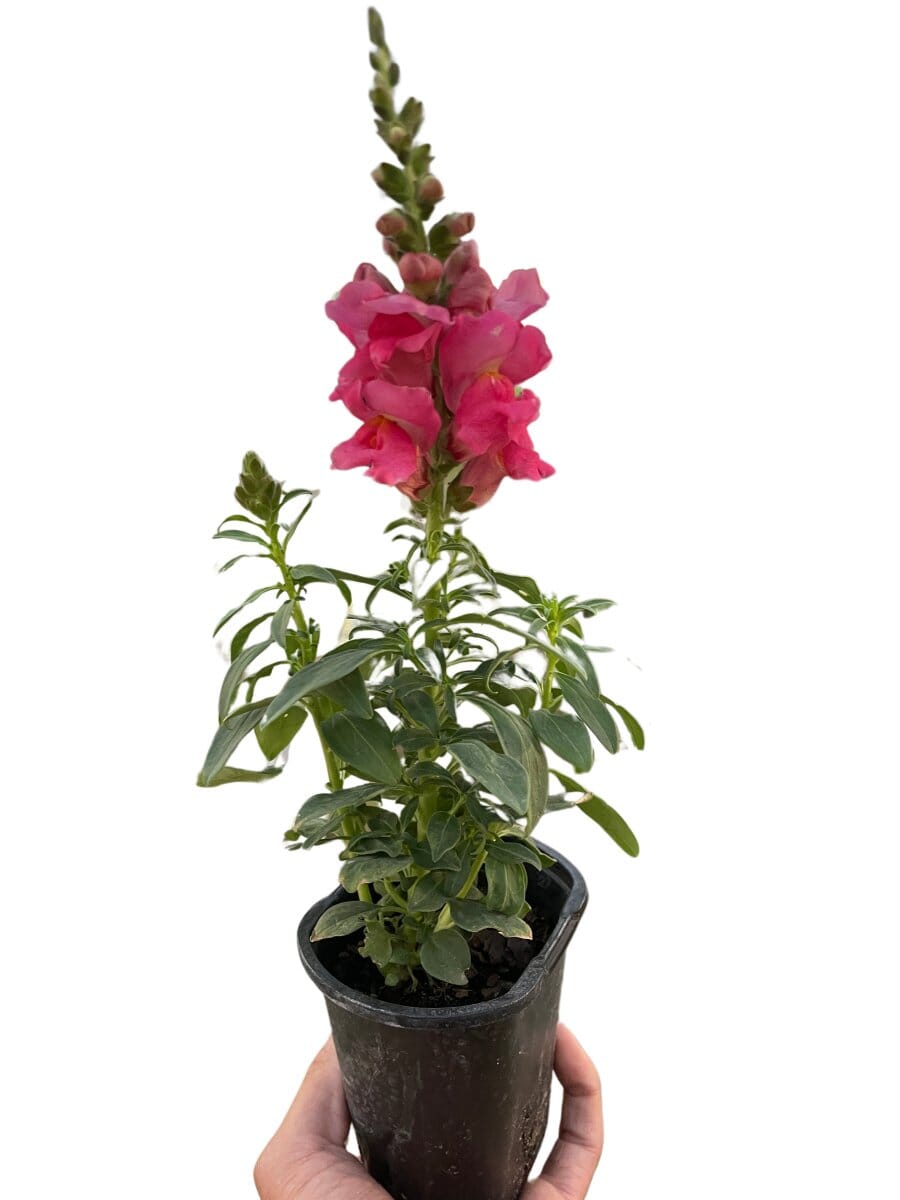 SnapDragon-Flowering-Trendy Gardener