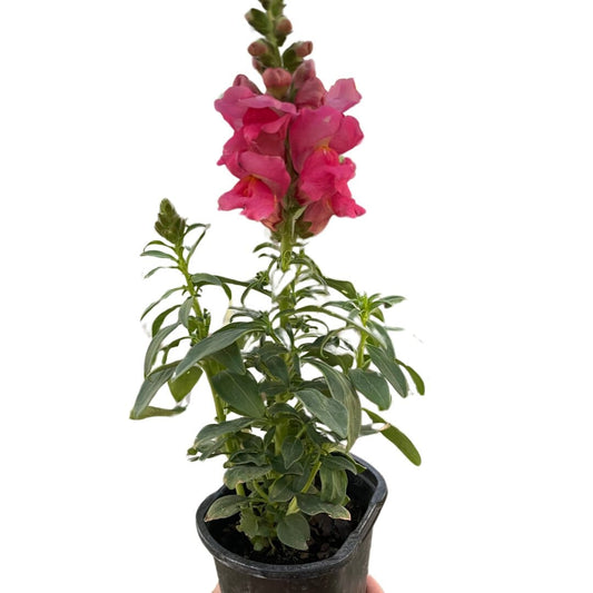 SnapDragon-Flowering-Trendy Gardener