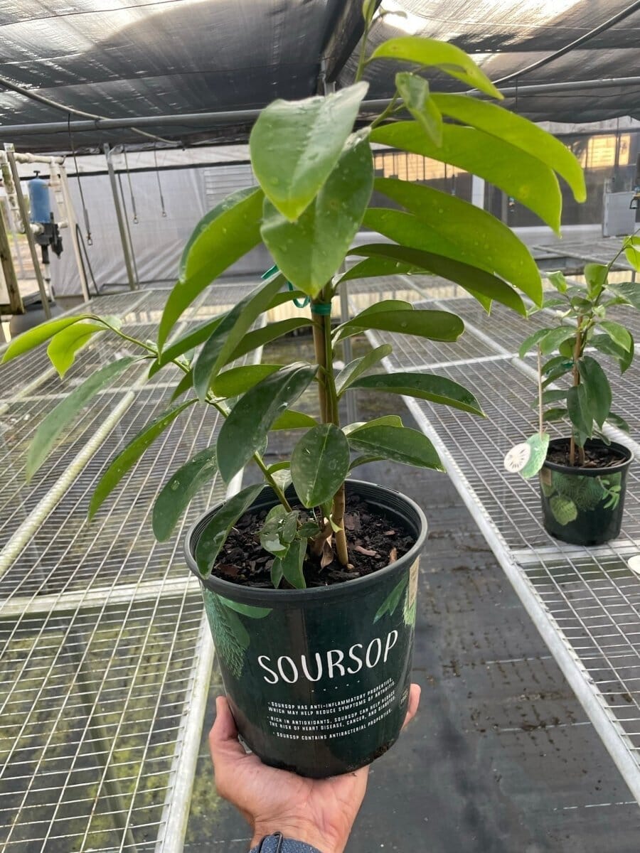 Soursop Tree-Trendy Gardener