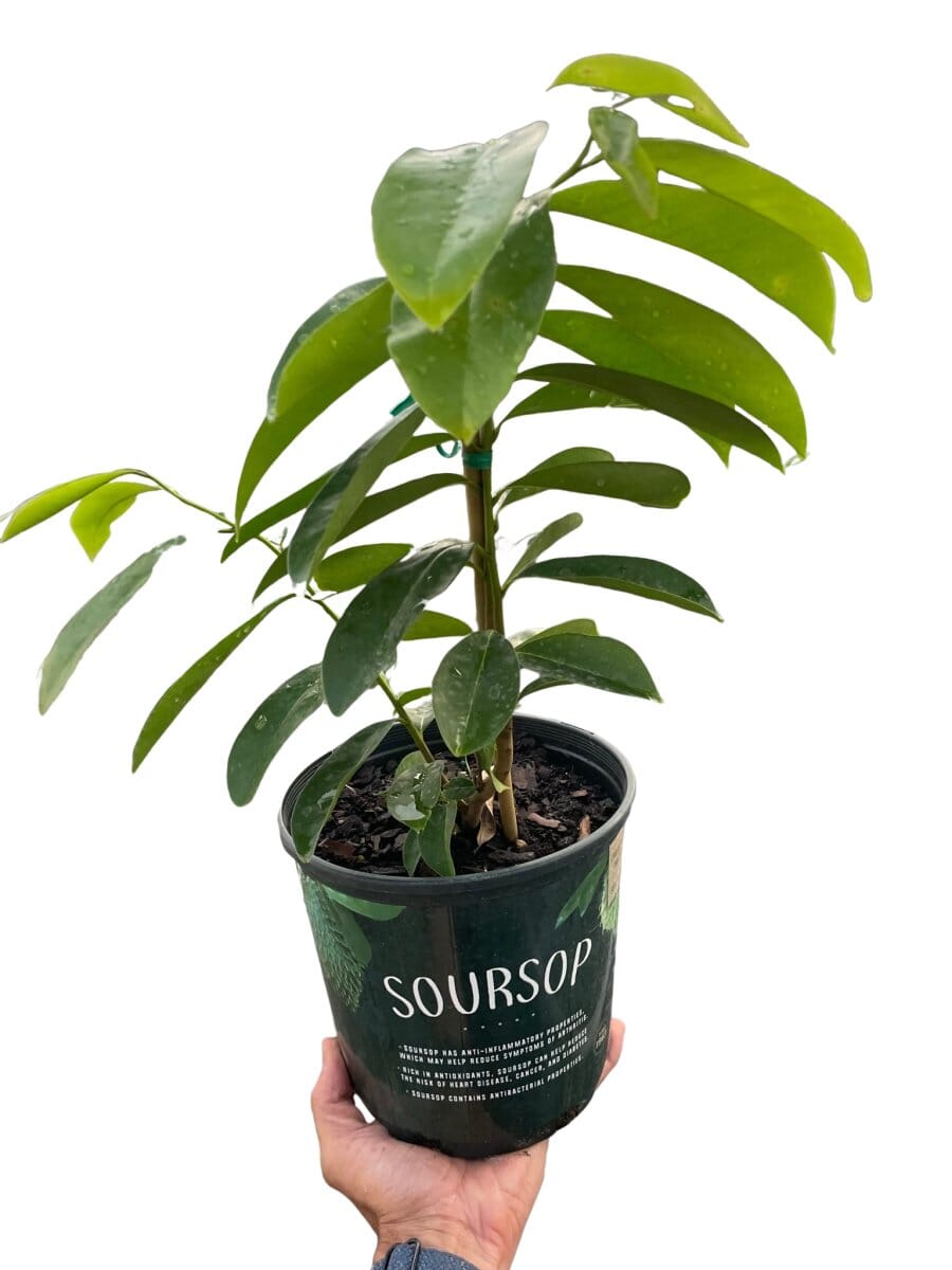 Soursop Tree-Trendy Gardener