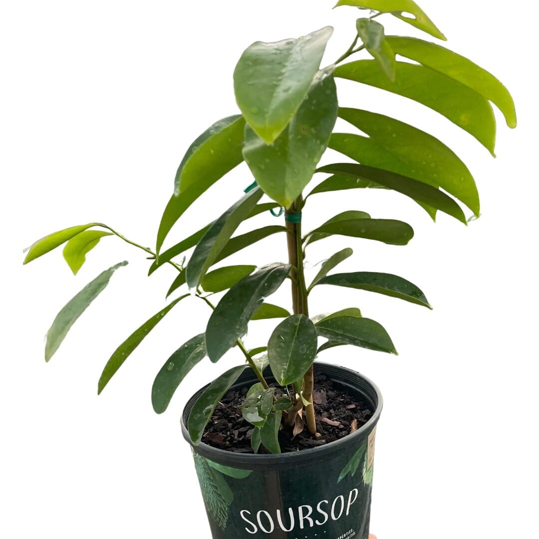 Soursop Tree-Trendy Gardener