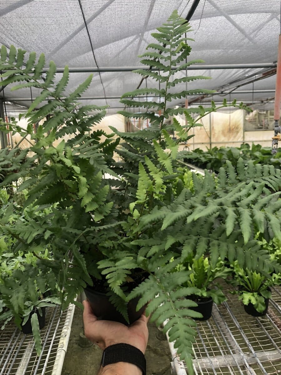 'Southern Shield' Fern-Indoor Plants-Trendy Gardener