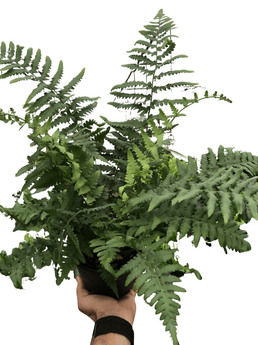 'Southern Shield' Fern-Indoor Plants-Trendy Gardener