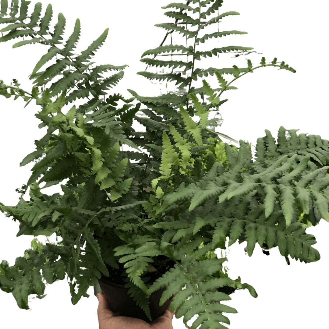 'Southern Shield' Fern-Indoor Plants-Trendy Gardener