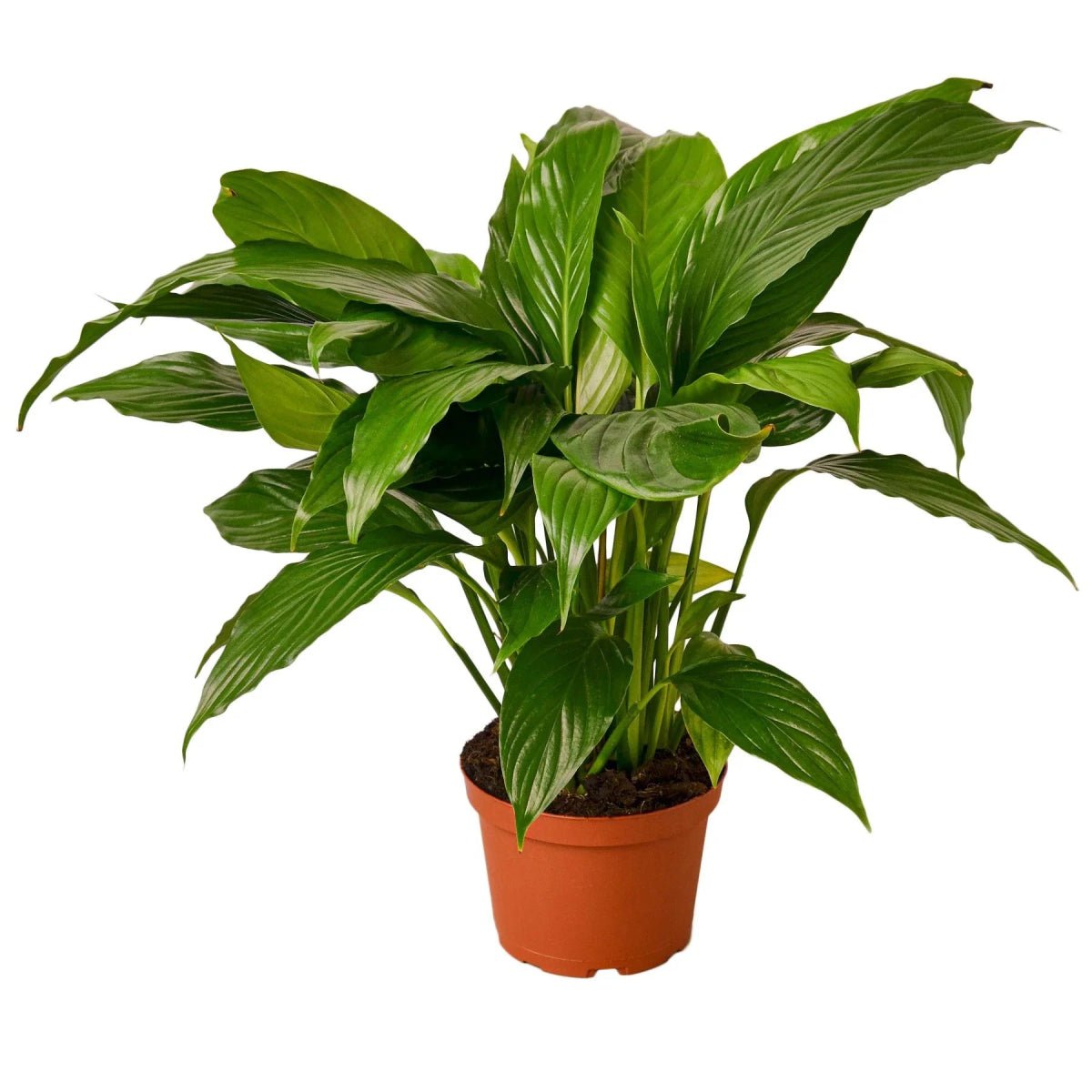 Spathiphyllum 'Peace Lily'-Indoor Plants-Trendy Gardener