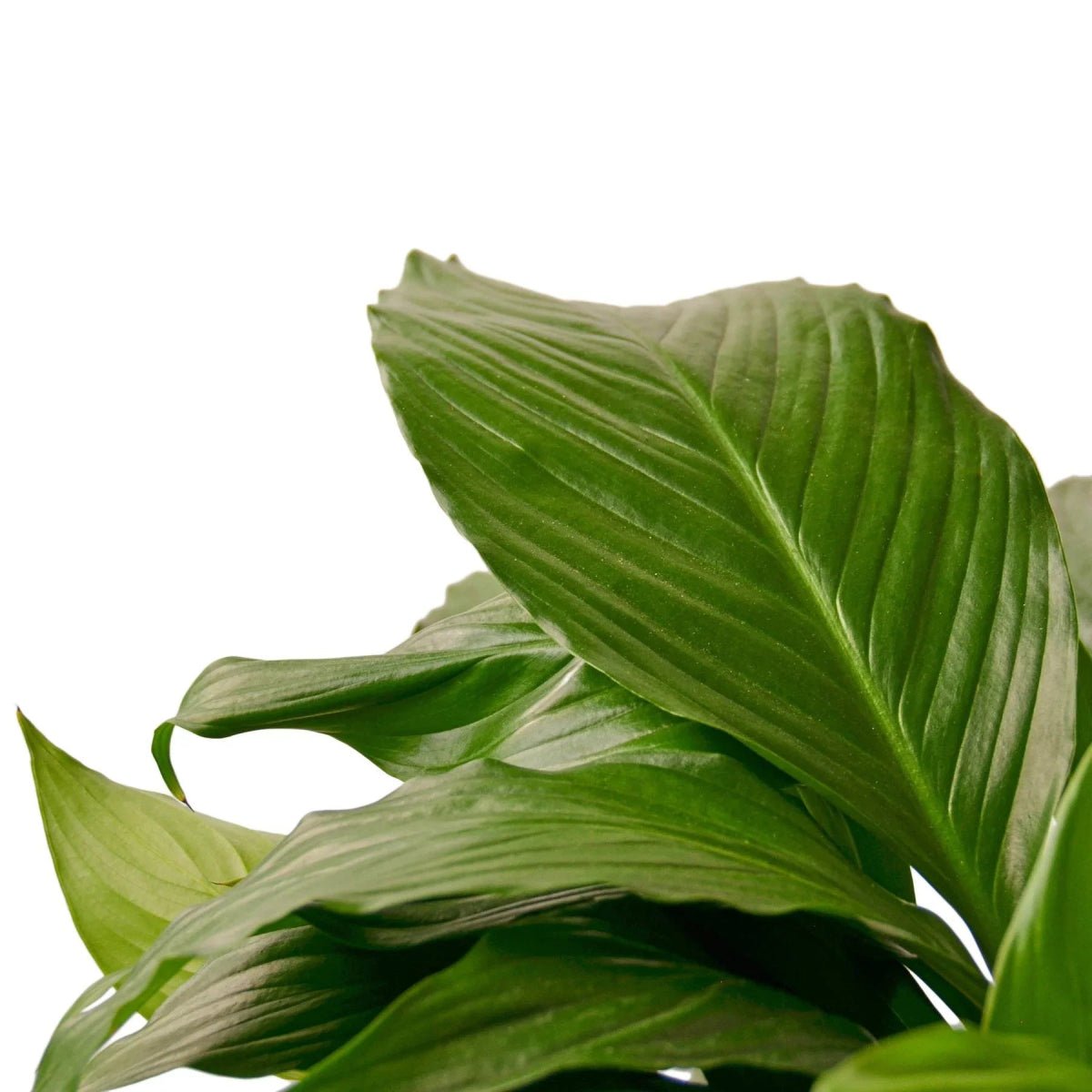 Spathiphyllum 'Peace Lily'-Indoor Plants-Trendy Gardener