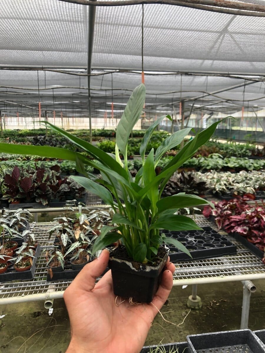 Spathiphyllum 'Peace Lily'-Indoor Plants-Trendy Gardener