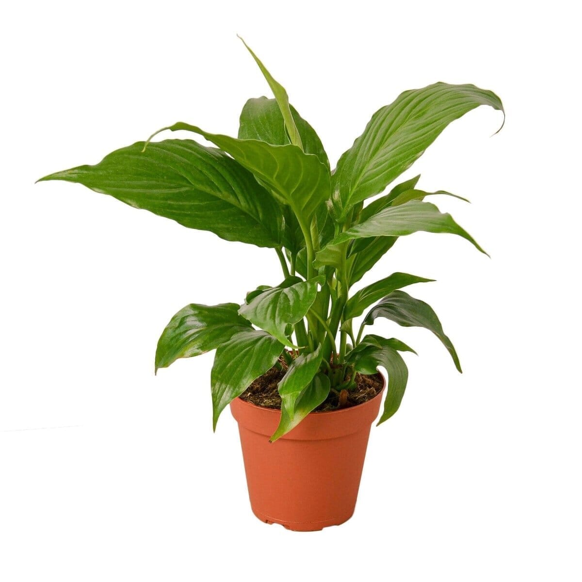 Spathiphyllum 'Peace Lily'-Indoor Plants-Trendy Gardener