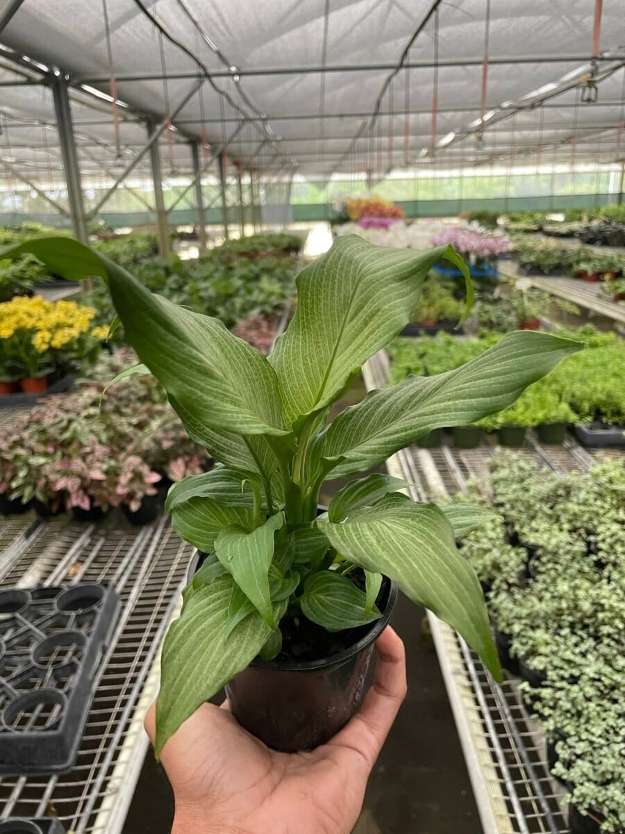 Spathiphyllum 'Platinum Mist'-Indoor Plants-Trendy Gardener